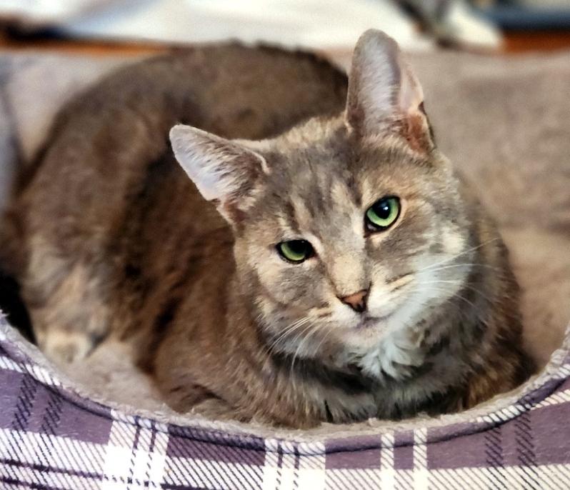 Enlarge Murray, a Adoptable Domestic Short Hair in Pittsburgh, PA image 5/6