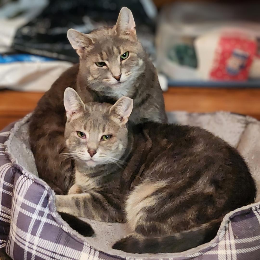 Enlarge Murray, a Adoptable Domestic Short Hair in Pittsburgh, PA image 6/6