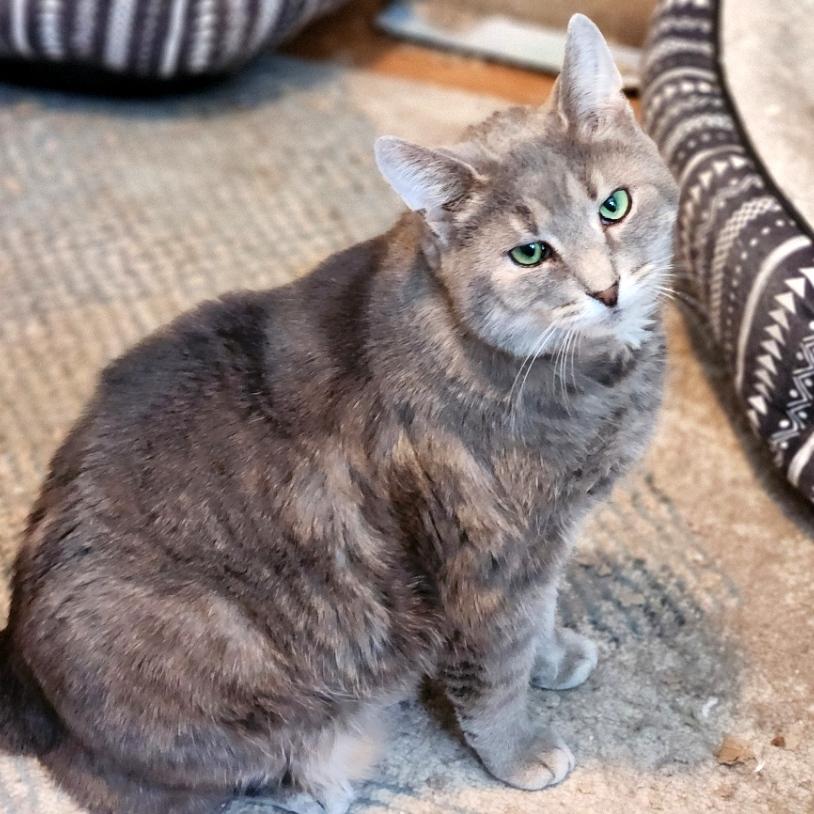 Enlarge Murray, a Adoptable Domestic Short Hair in Pittsburgh, PA image 3/6