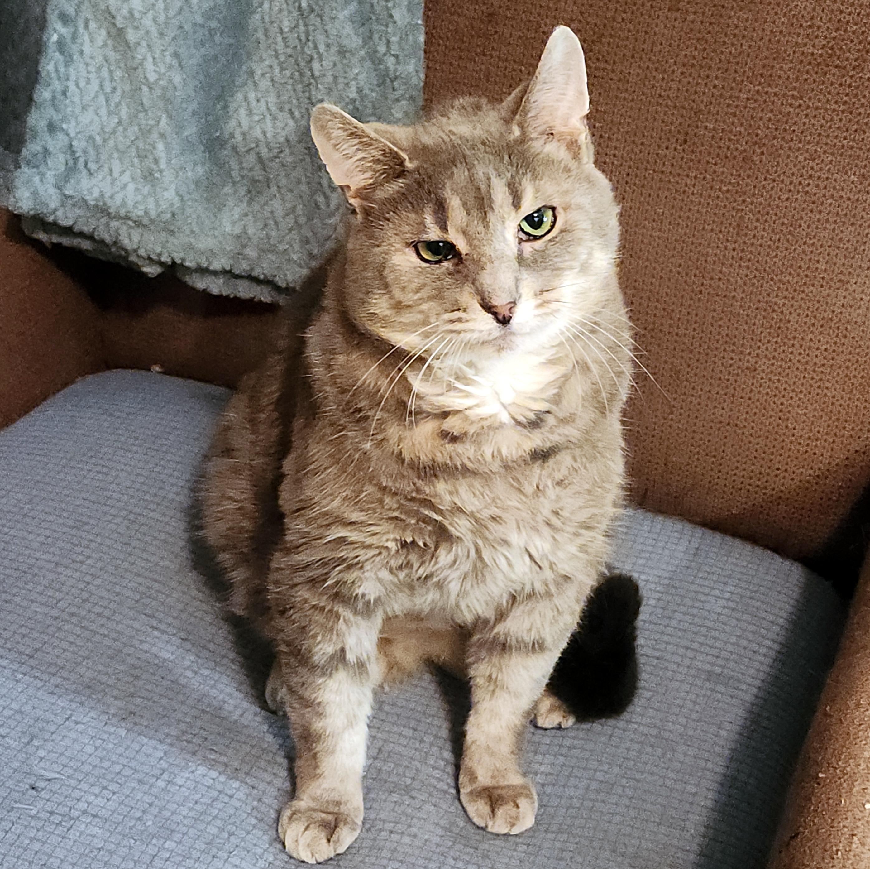 Enlarge Murray, a Adoptable Domestic Short Hair in Pittsburgh, PA image 3/6