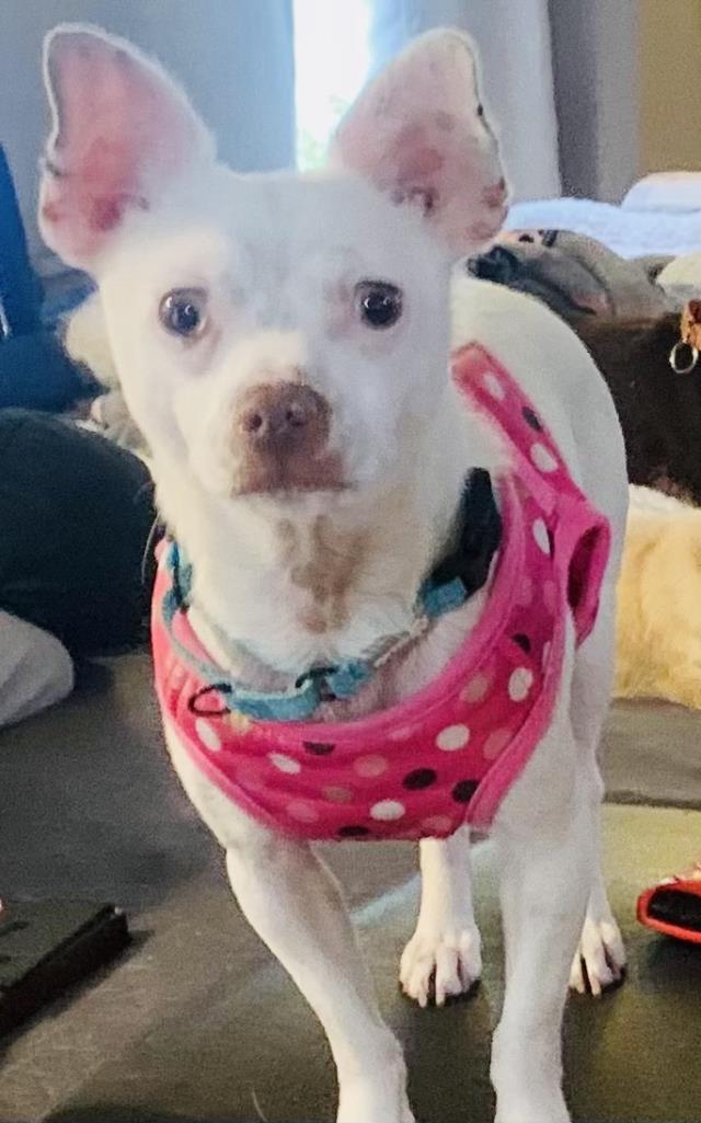 Enlarge BOBBY, a Adoptable Chihuahua in Santa Barbara, CA image 1/1