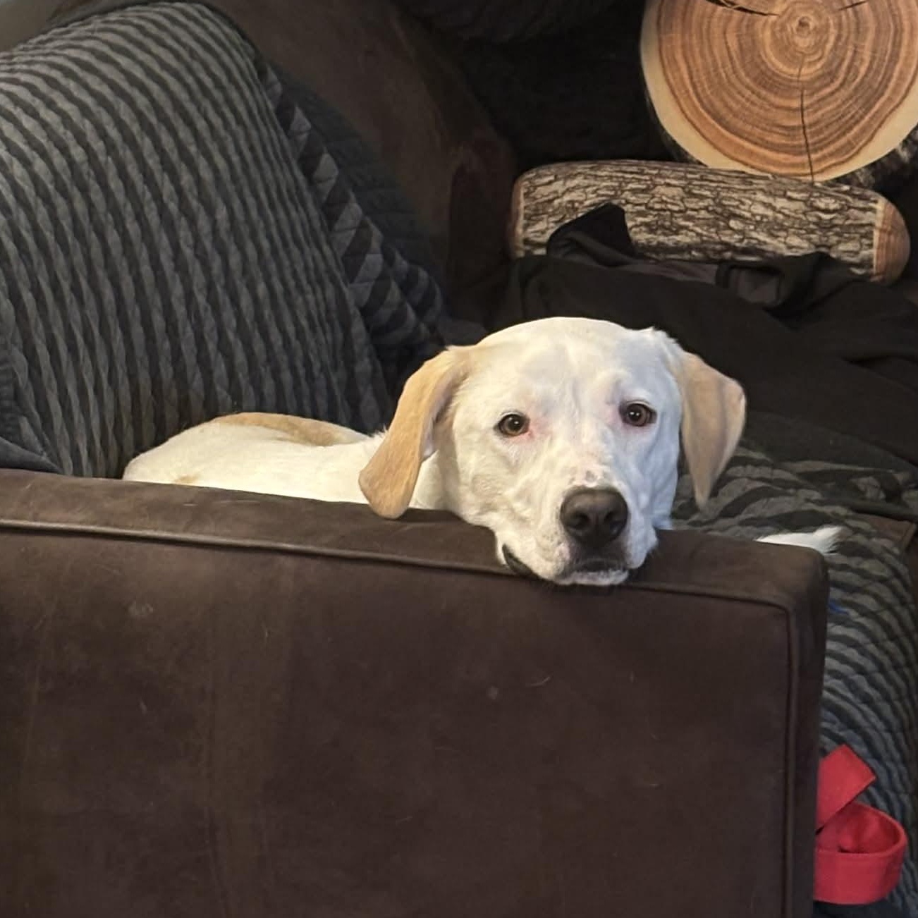 Winter, Adoptable, Adult Female Great Pyrenees.