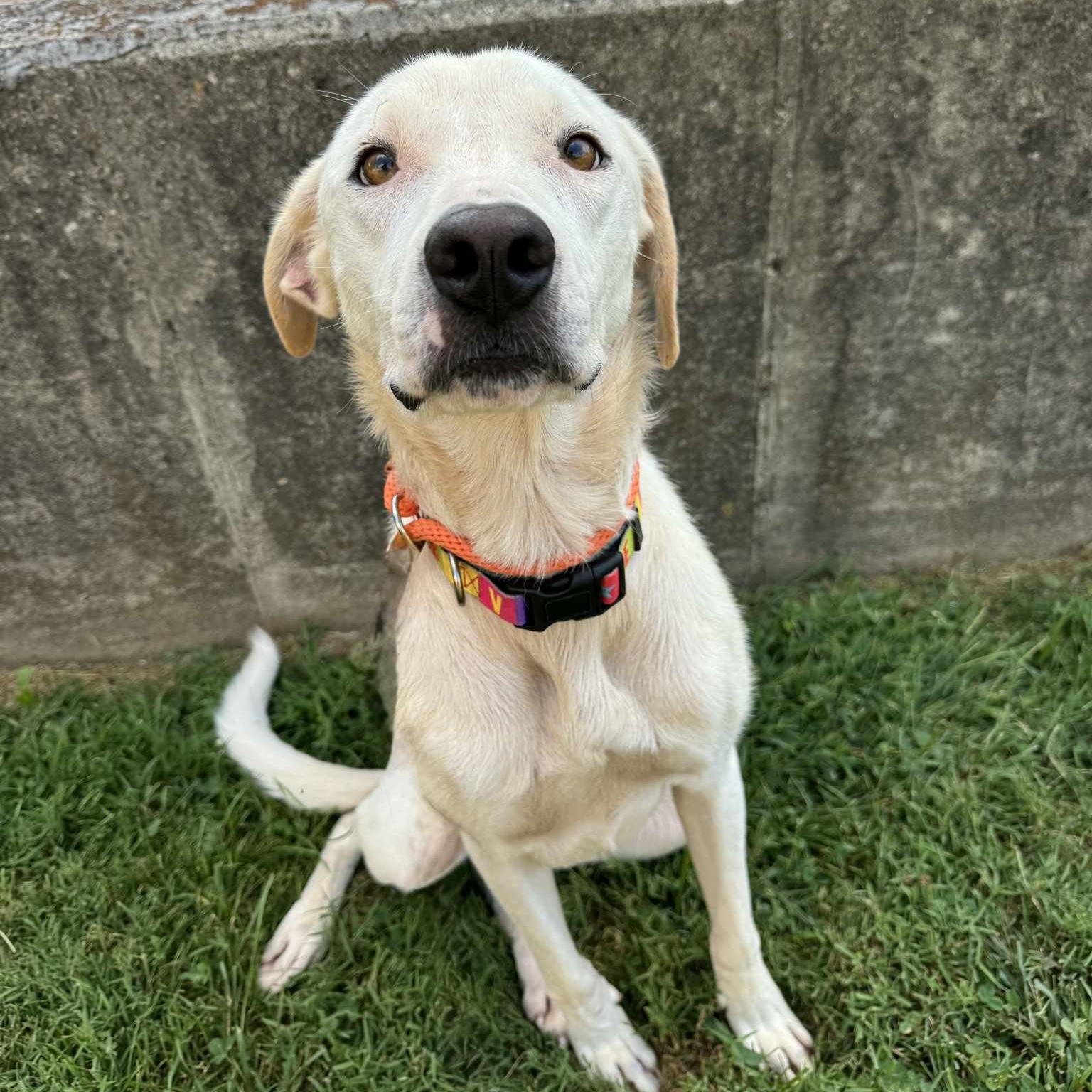 Winter, a Adoptable mixed breed in Martinsville, IN image 4/4