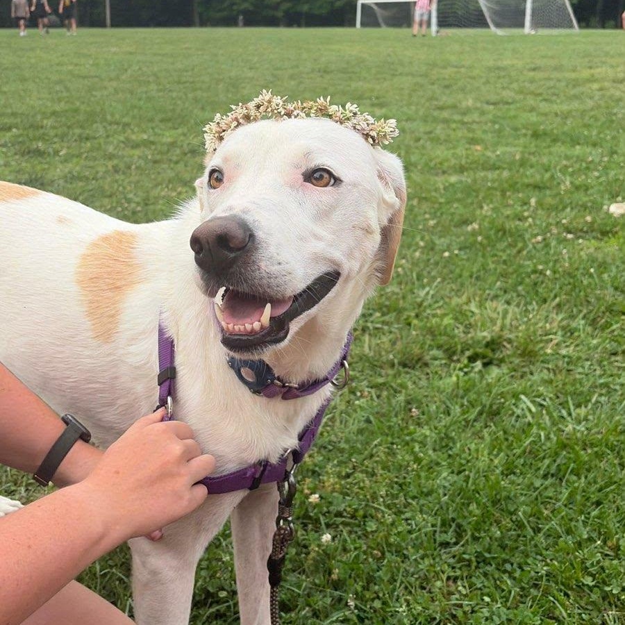 Winter, a Adoptable mixed breed in Martinsville, IN image 1/6