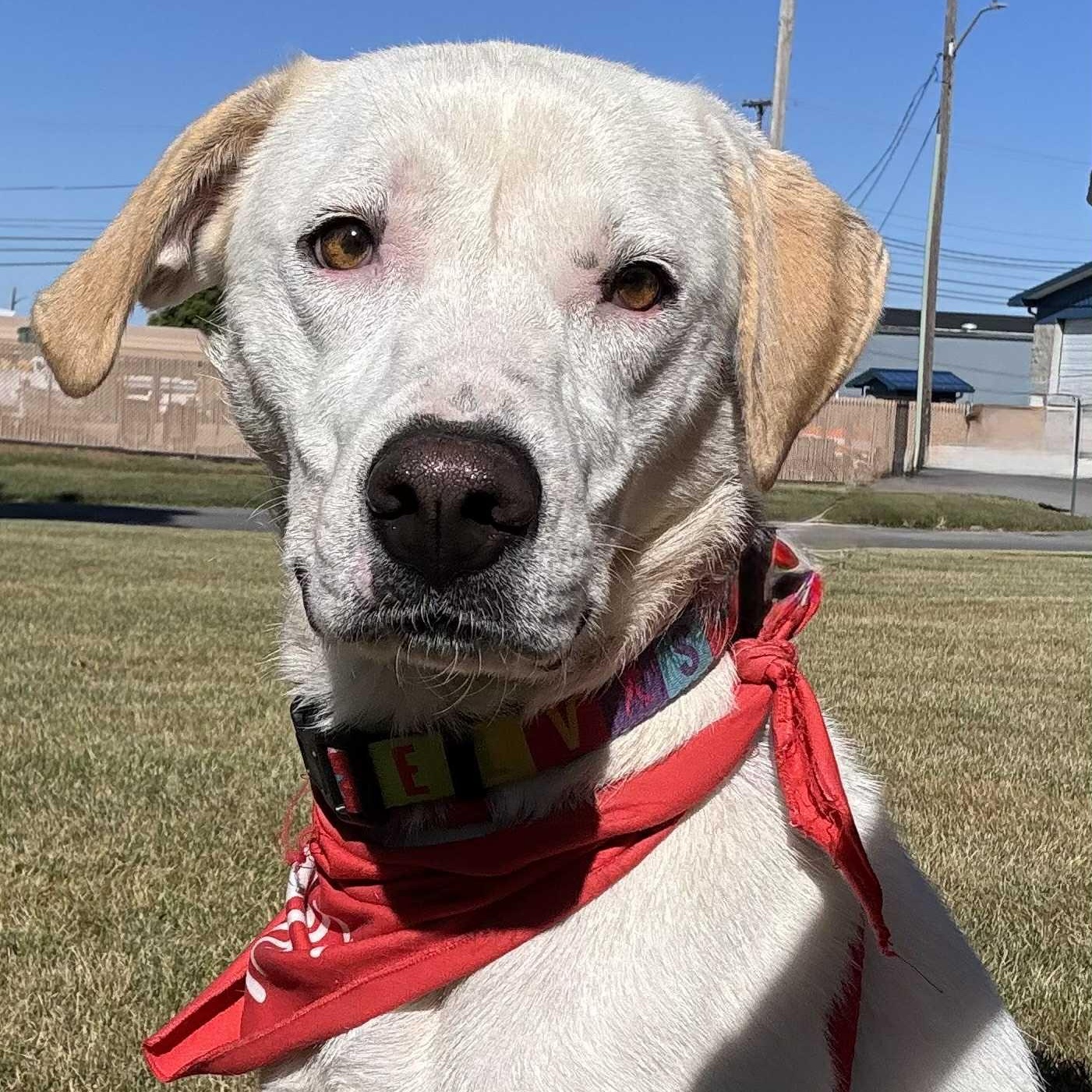 Winter, a Adoptable mixed breed in Martinsville, IN image 1/4