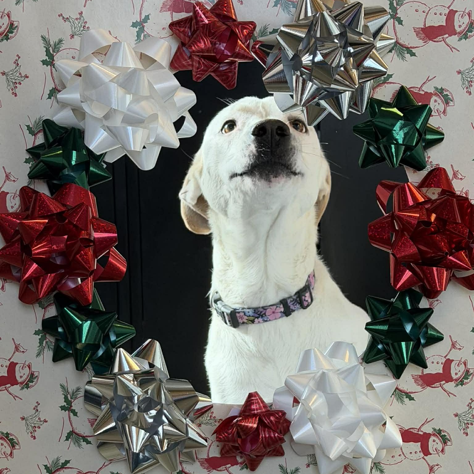 Winter, Adoptable, Adult Female Great Pyrenees.