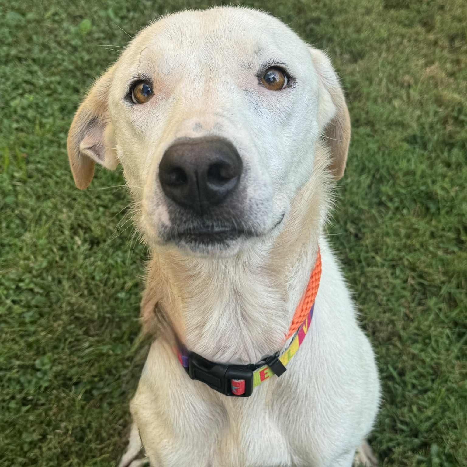 Winter, a Adoptable mixed breed in Martinsville, IN image 2/4
