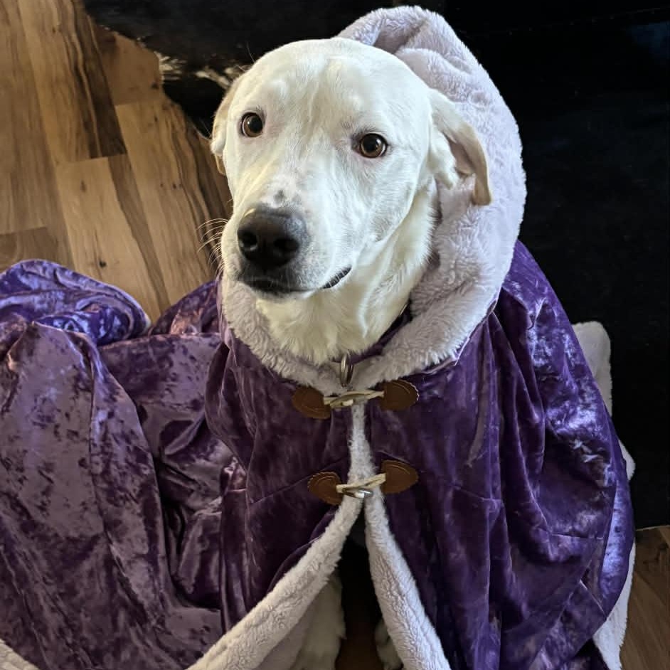 Enlarge Winter, a Adoptable mixed breed in Martinsville, IN image 6/6