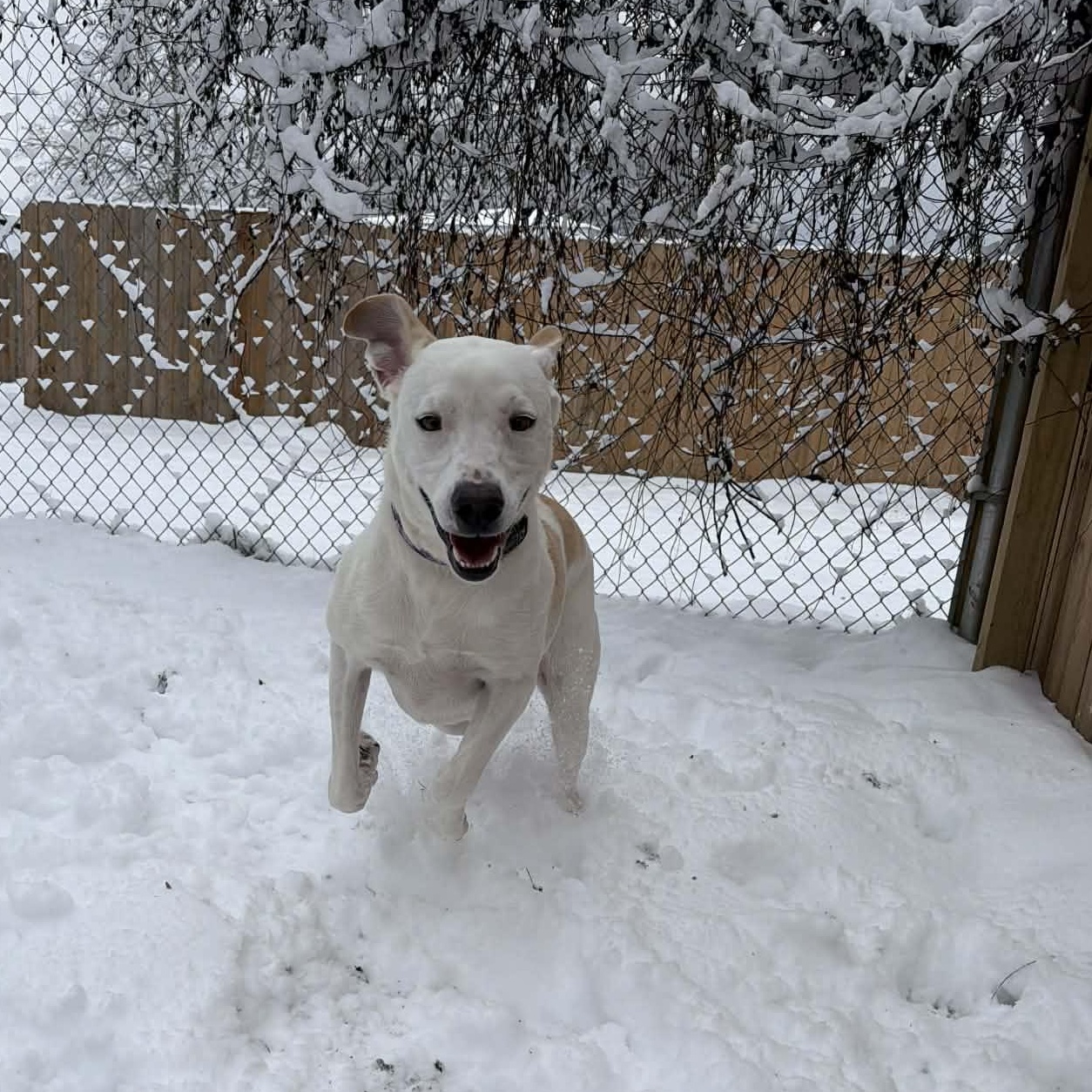 Enlarge Winter, a Adoptable mixed breed in Martinsville, IN image 6/6