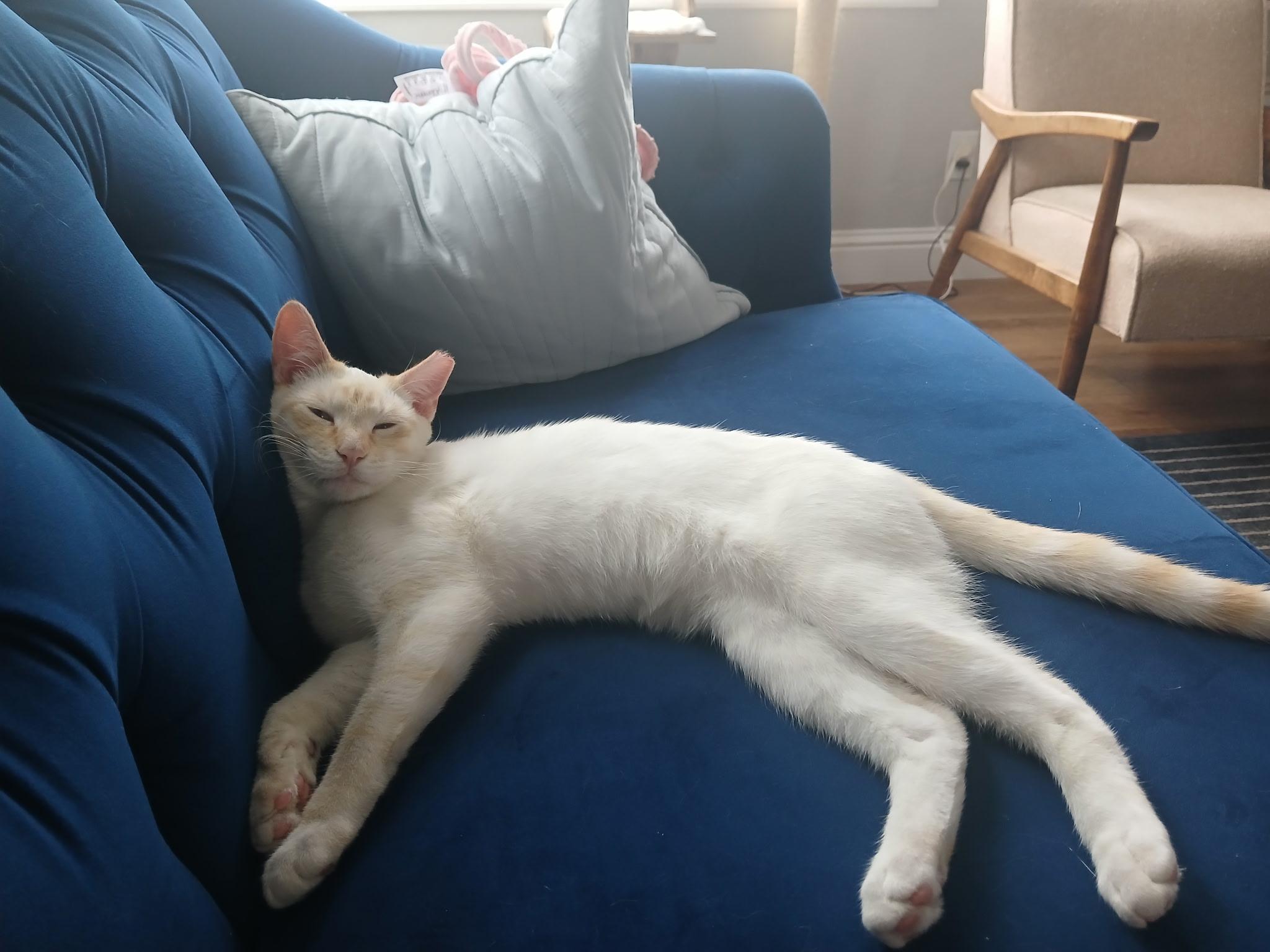 Halo, Adoptable, Young Male Siamese.