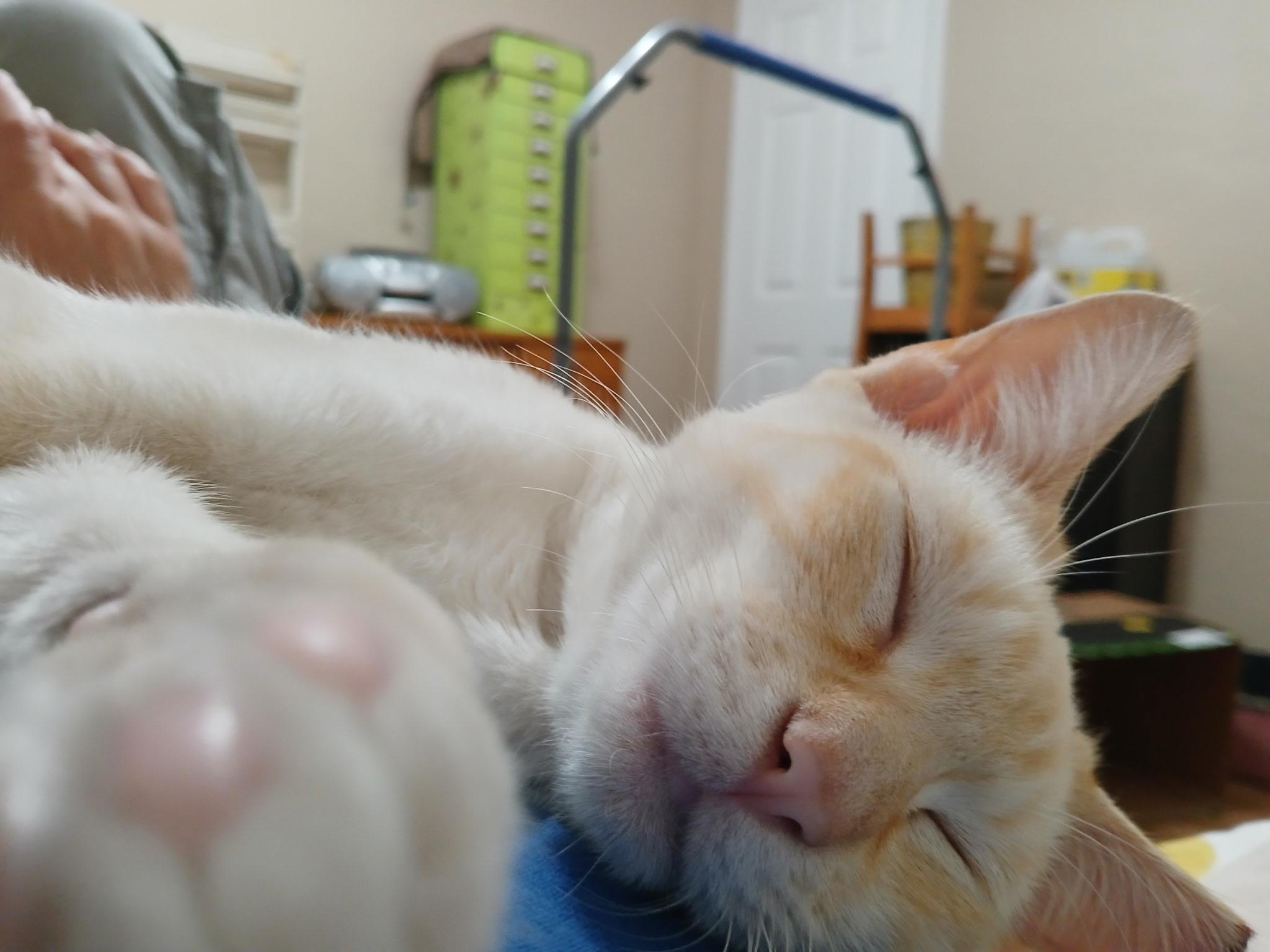 Halo, a Adoptable Siamese in South San Francisco, CA image 3/4