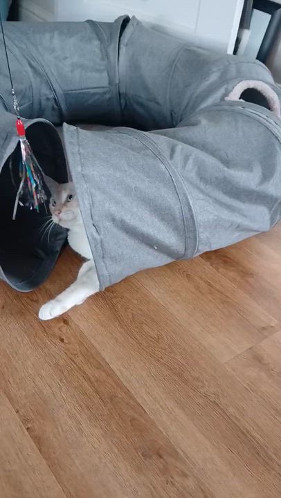 Enlarge Halo, a Adoptable Siamese in South San Francisco, CA video 4/4