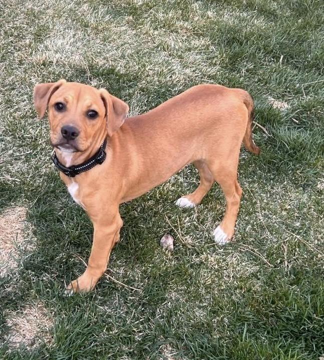 Enlarge Niall, a Adoptable mixed breed in Colorado Springs, CO image 1/5