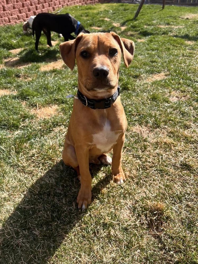 Enlarge Niall, a Adoptable mixed breed in Colorado Springs, CO image 2/5