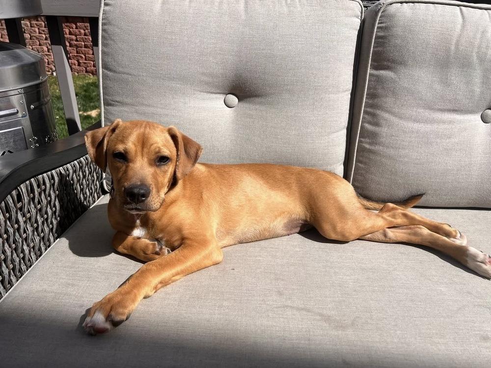 Enlarge Niall, a Adoptable mixed breed in Colorado Springs, CO image 3/5