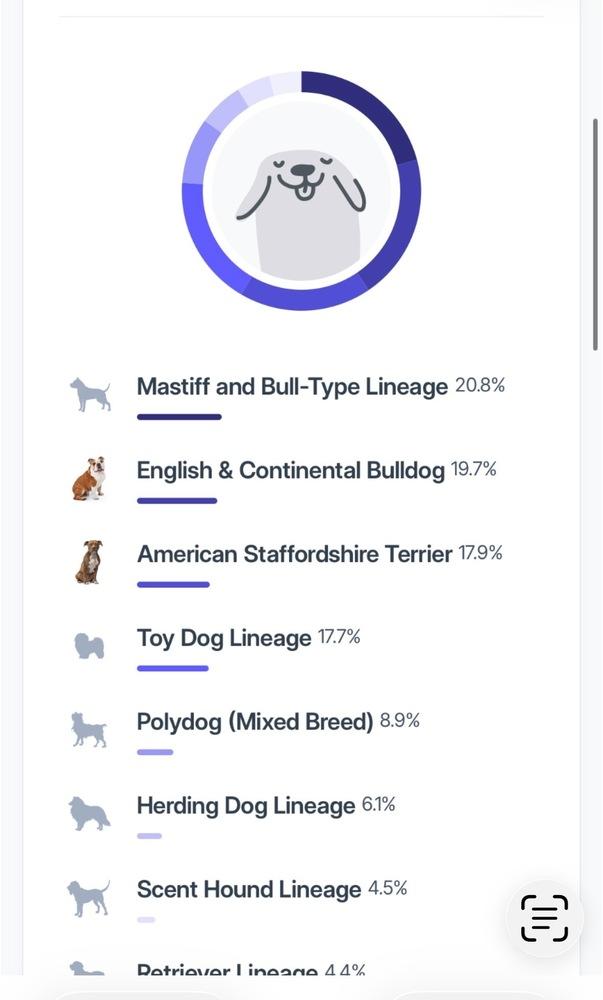 Enlarge Niall, a Adoptable mixed breed in Colorado Springs, CO image 4/5