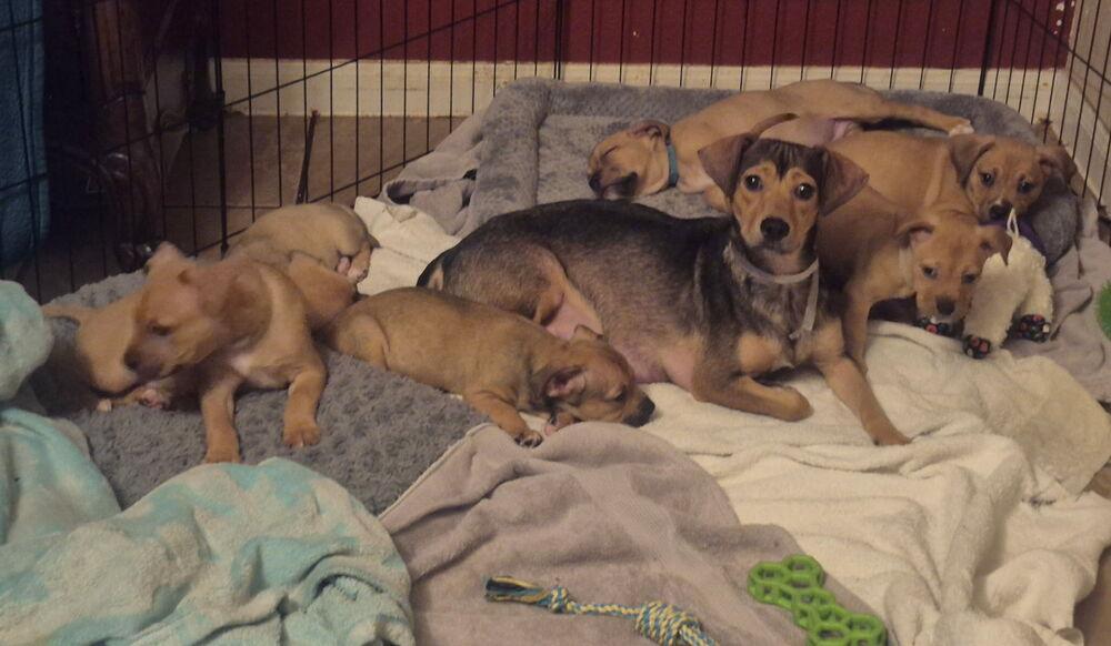 Enlarge Niall, a Adoptable mixed breed in Colorado Springs, CO image 5/5