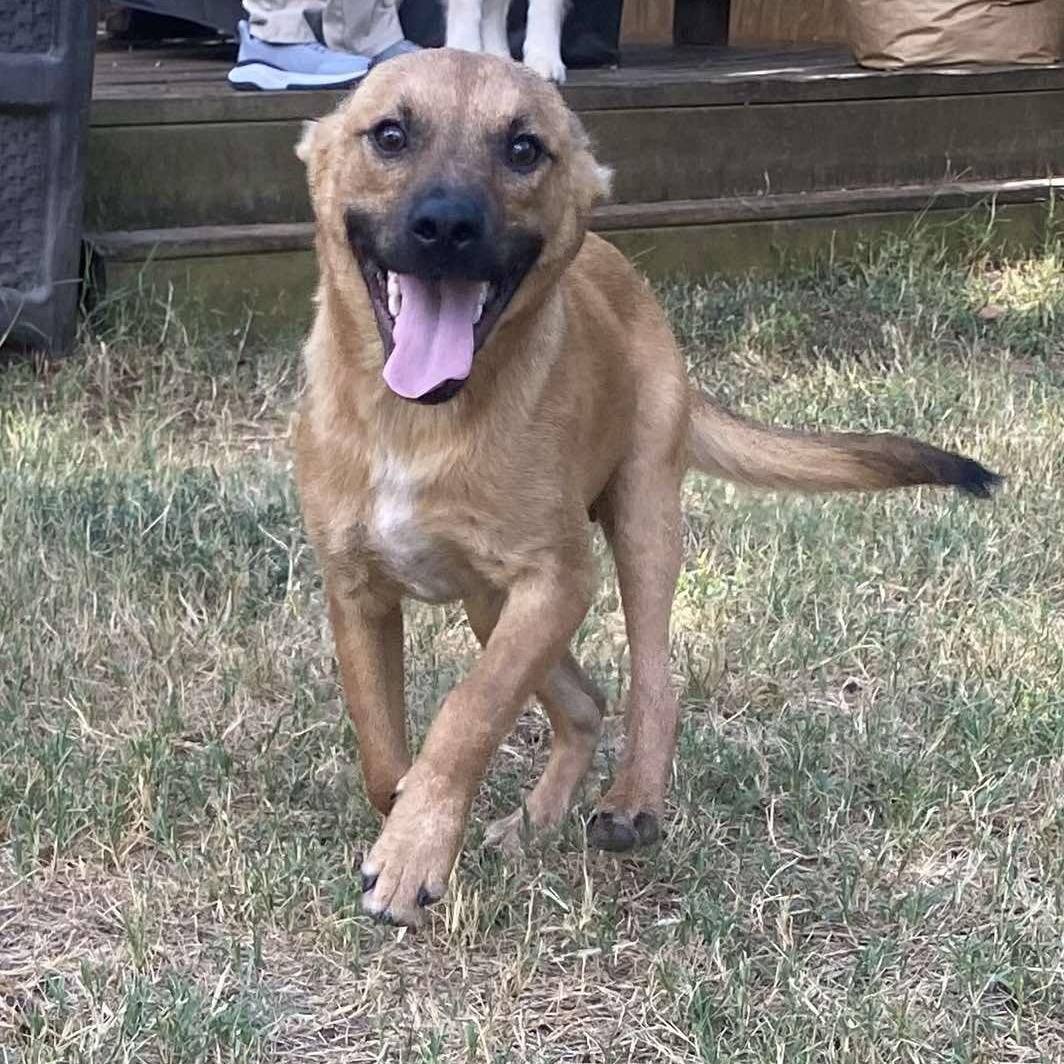 Knox