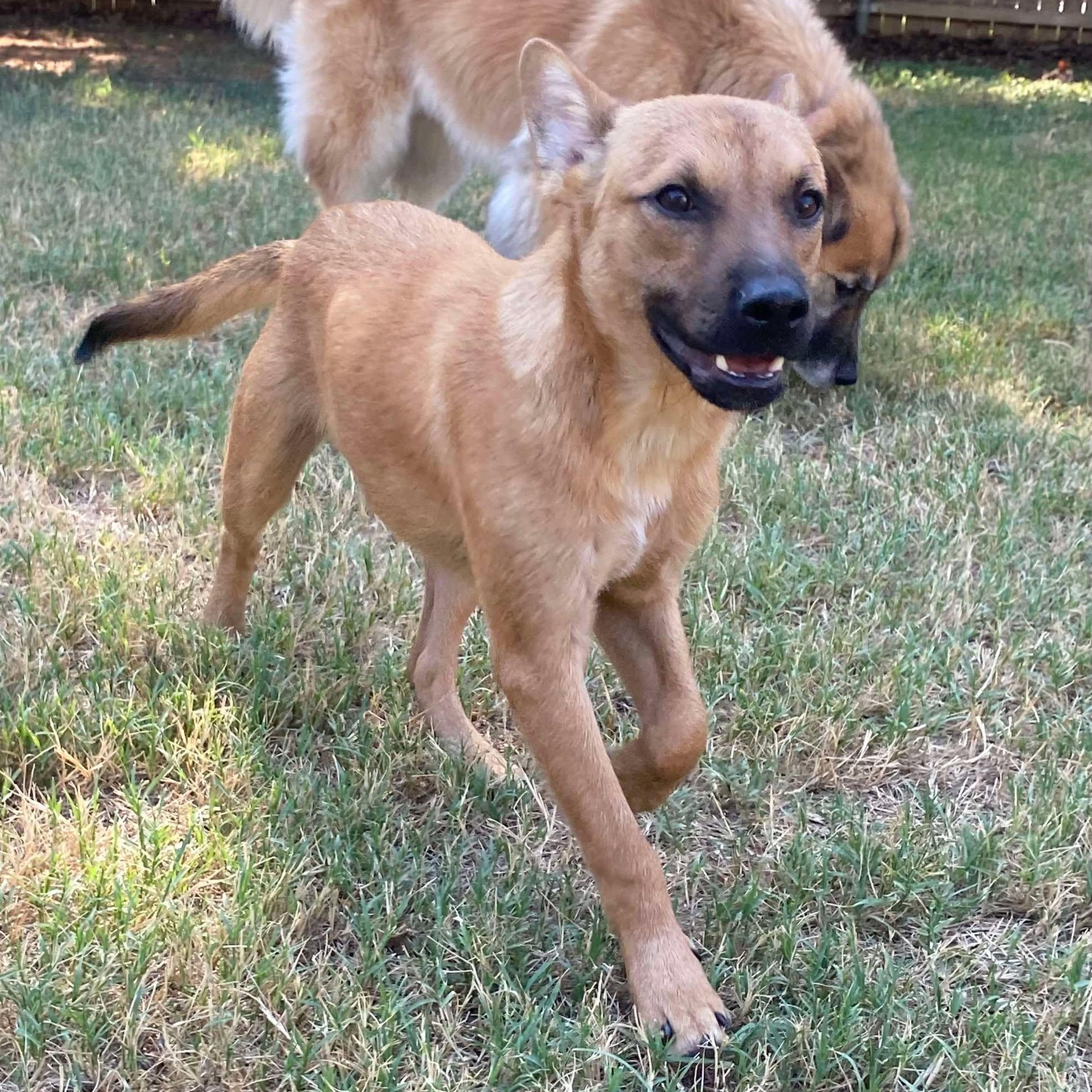 Knox
