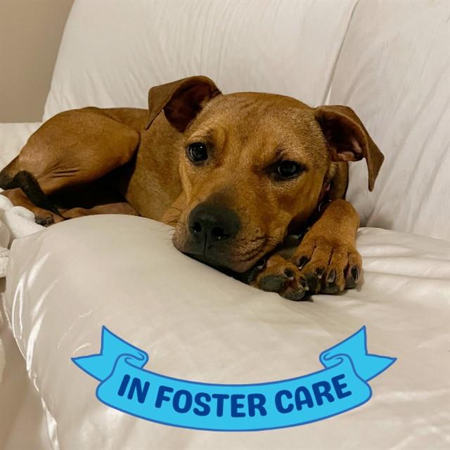 HEATHER, Adoptable, Young Female Rhodesian Ridgeback & Mixed Breed.