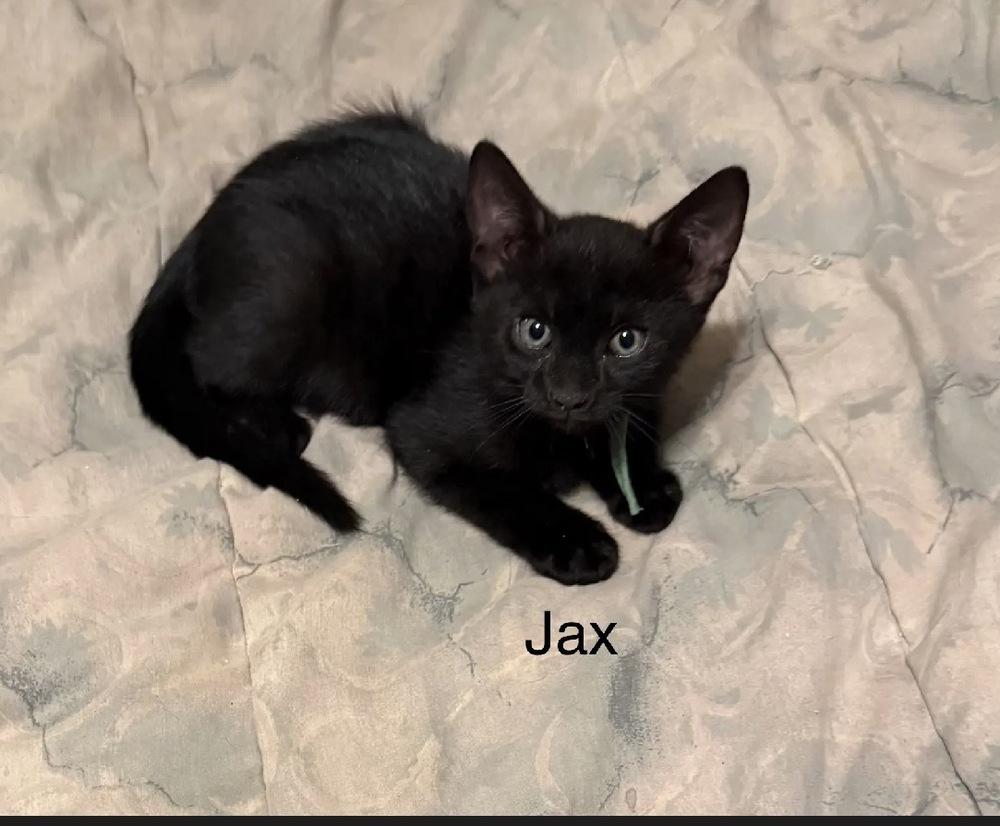Jax, Adoptable, Young Male Domestic Short Hair.