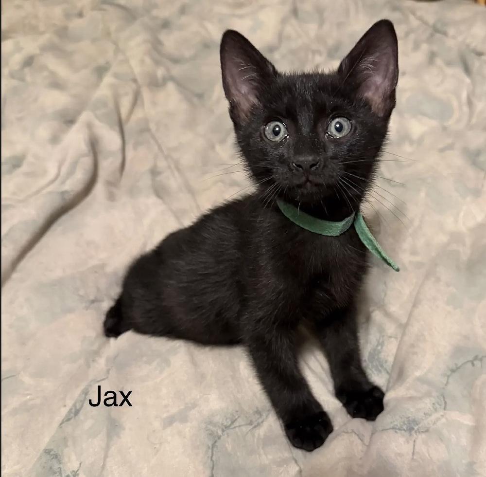Enlarge Jax, a Adoptable Domestic Short Hair in Safety Harbor, FL image 2/2