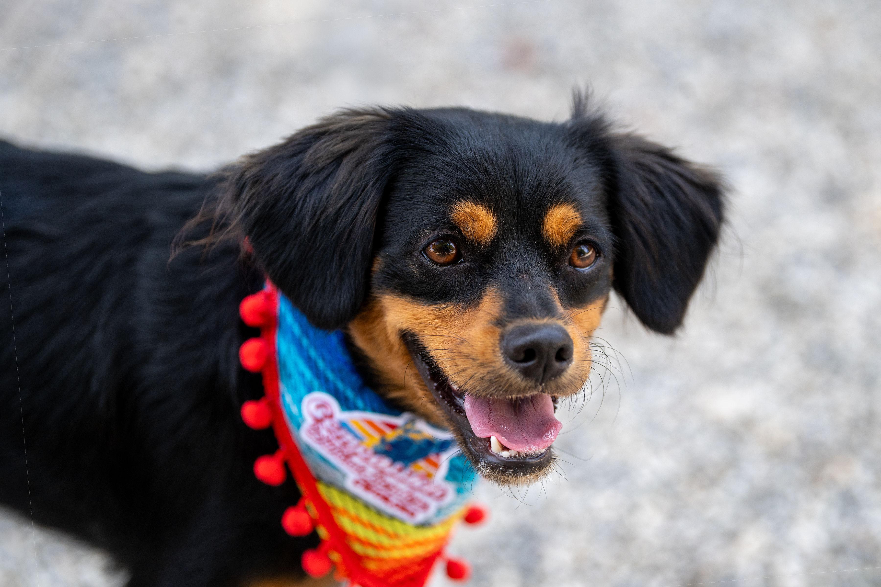 Rolo, an adopted mixed breed in Santa Rosa, CA image 1/6
