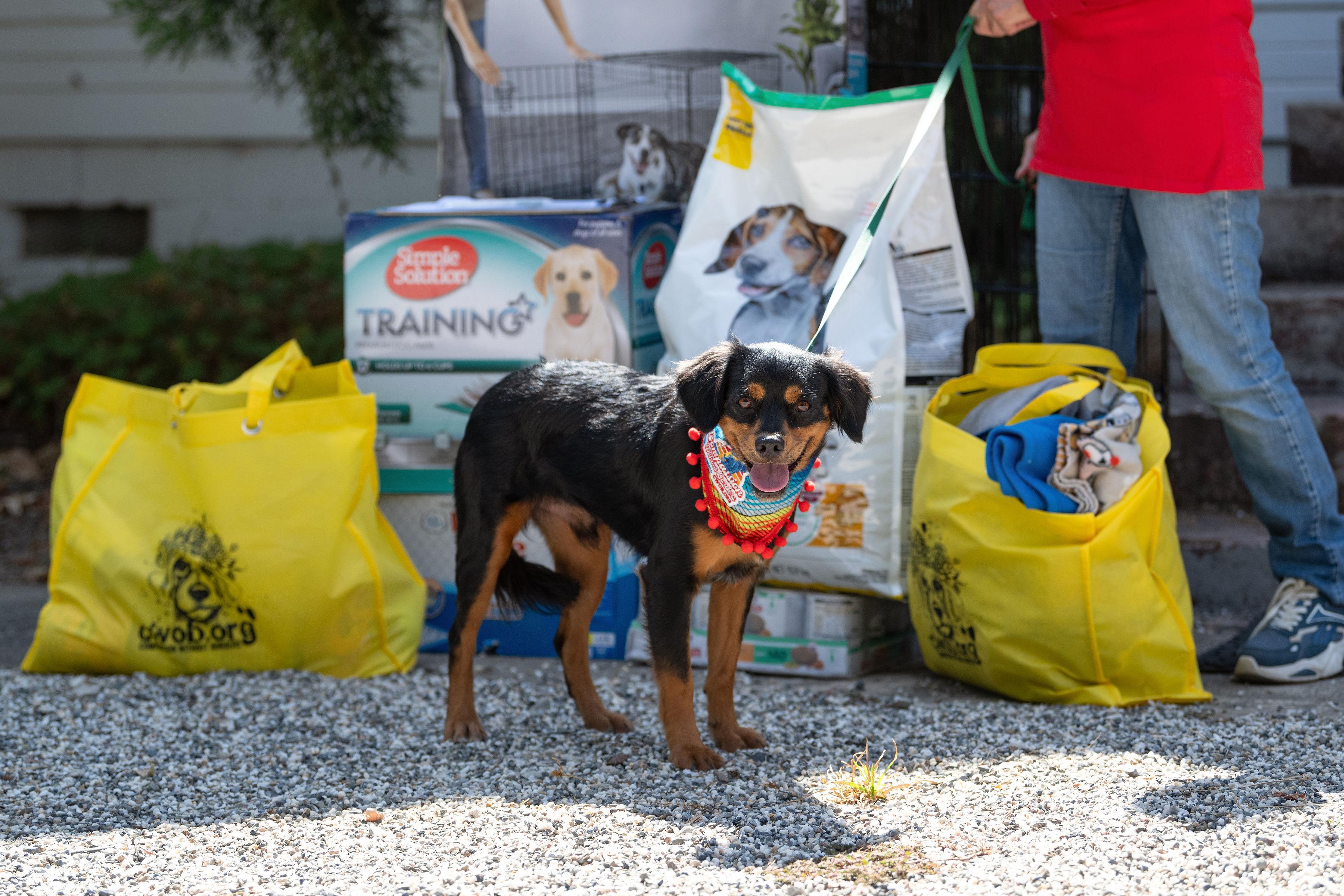 Rolo, an adopted mixed breed in Santa Rosa, CA image 3/6