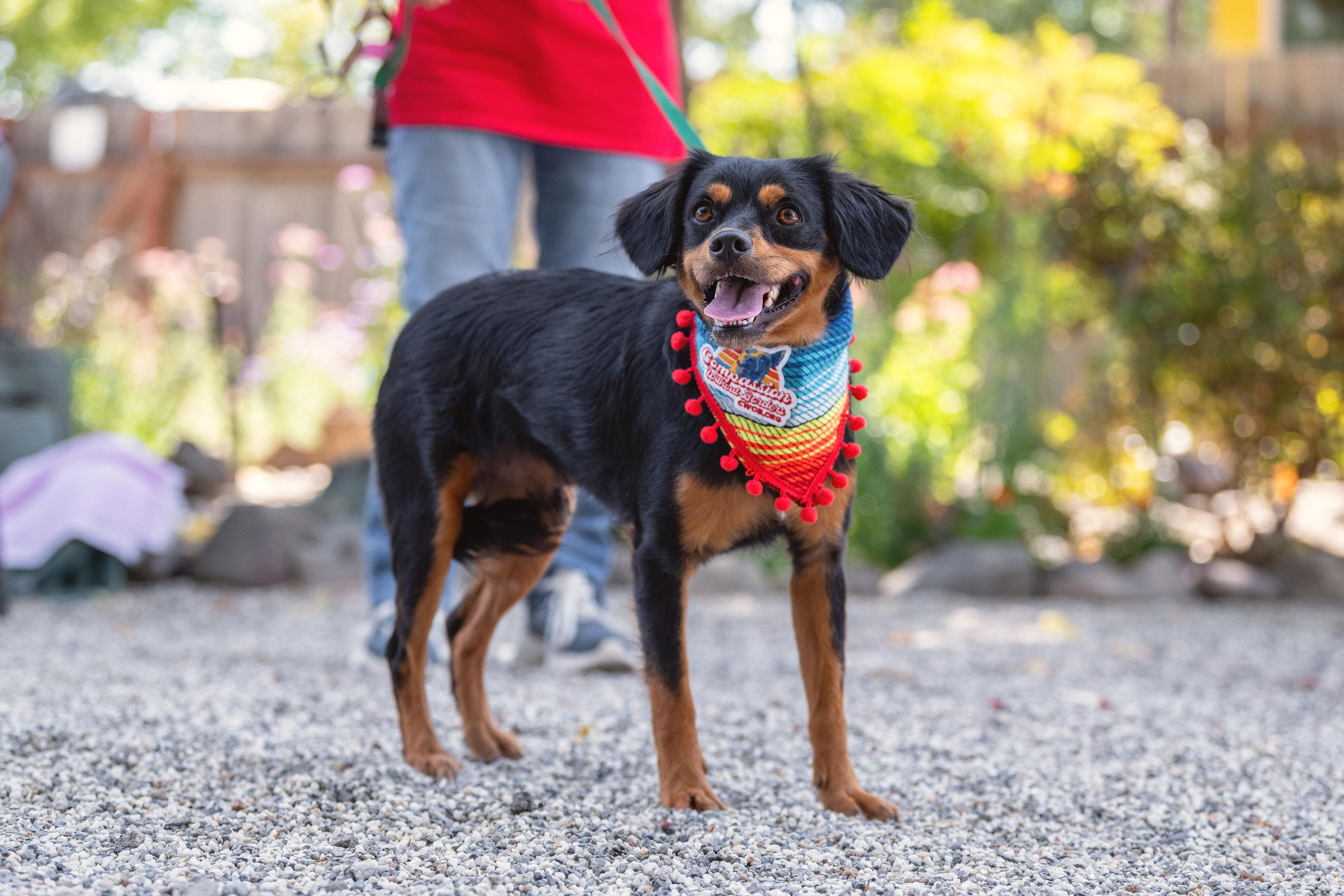 Rolo, an adopted mixed breed in Santa Rosa, CA image 4/6