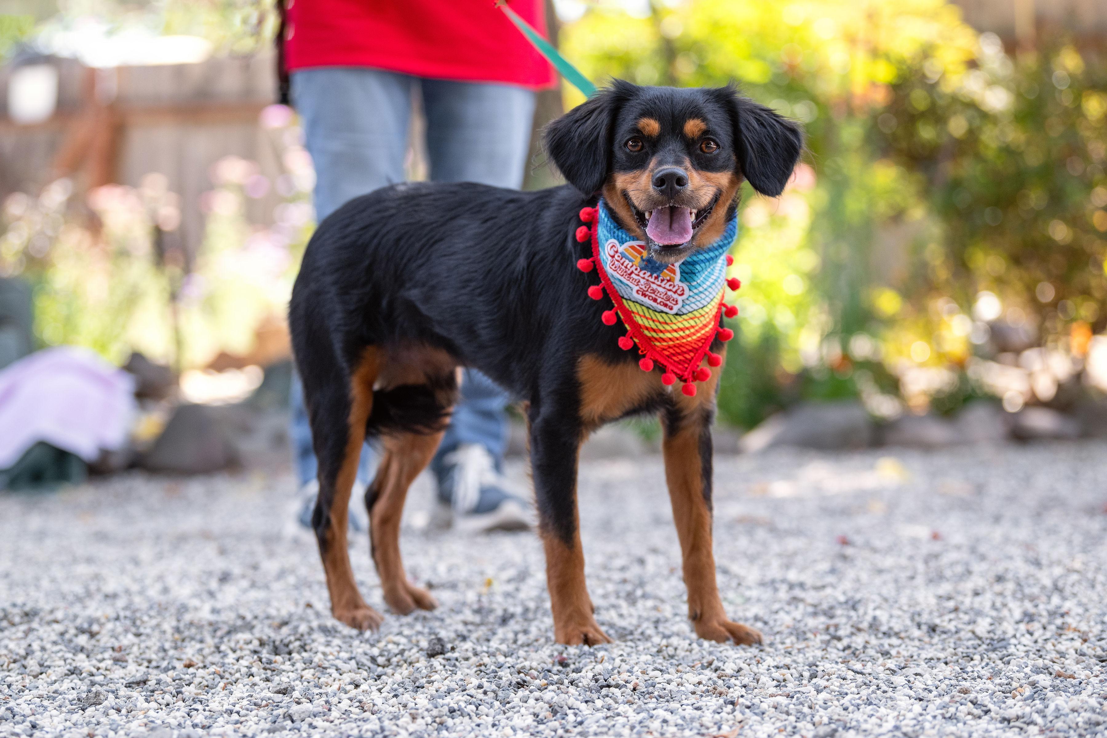 Rolo, an adopted mixed breed in Santa Rosa, CA image 6/6
