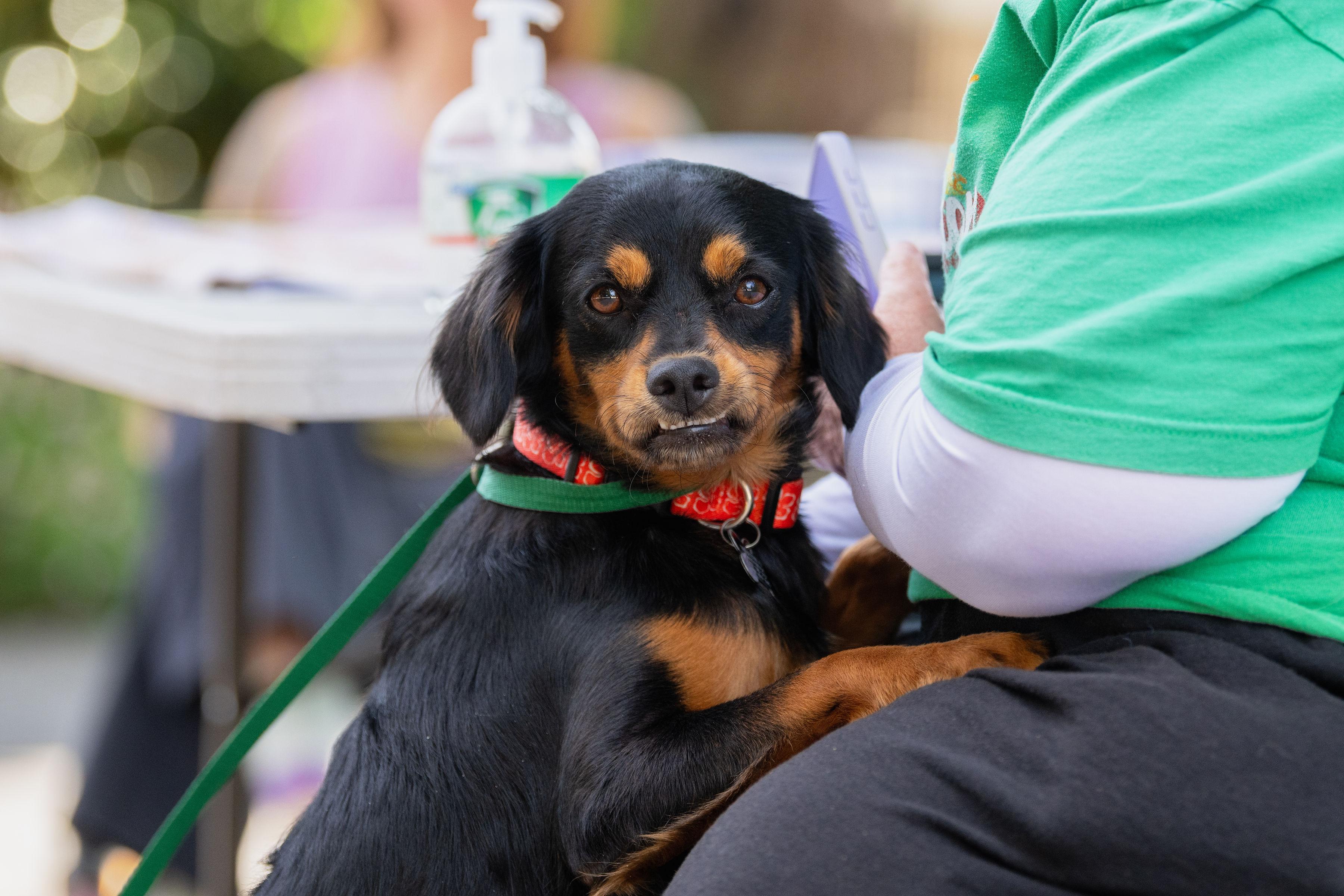 Rolo, an adopted mixed breed in Santa Rosa, CA image 5/6