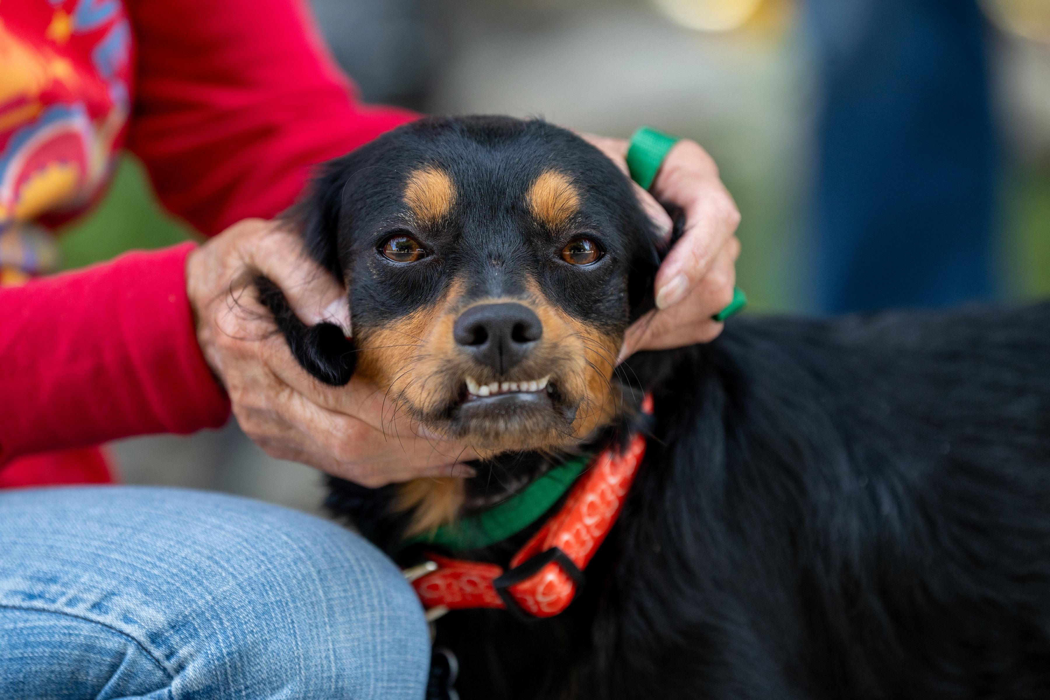 Rolo, an adopted mixed breed in Santa Rosa, CA image 2/6