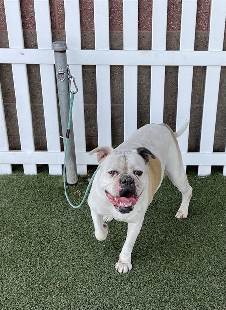 A614715, Adoptable, Adult Female American Bulldog & Mixed Breed.