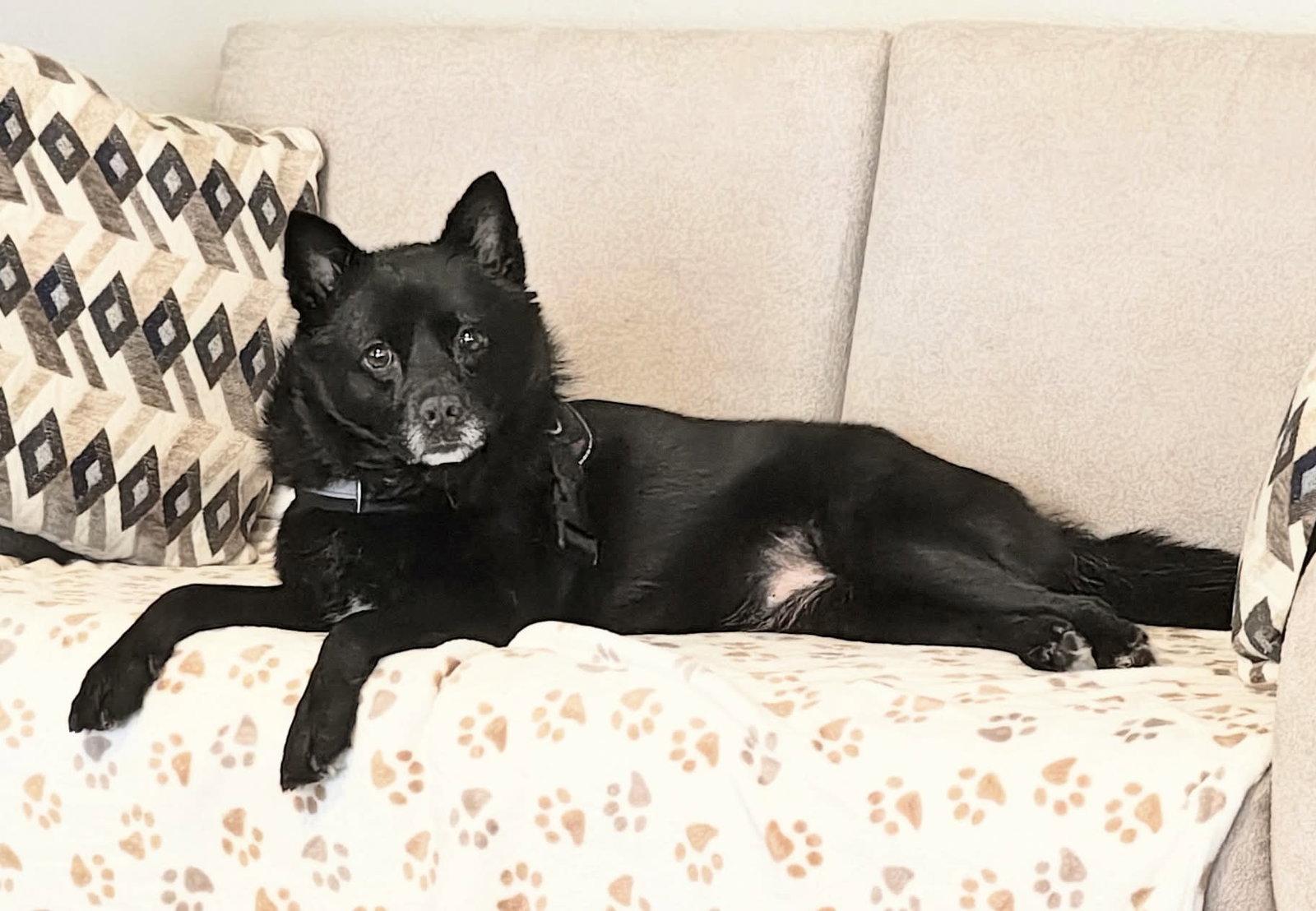 Fiona, Adoptable, Senior Female Pomeranian & American Staffordshire Terrier.