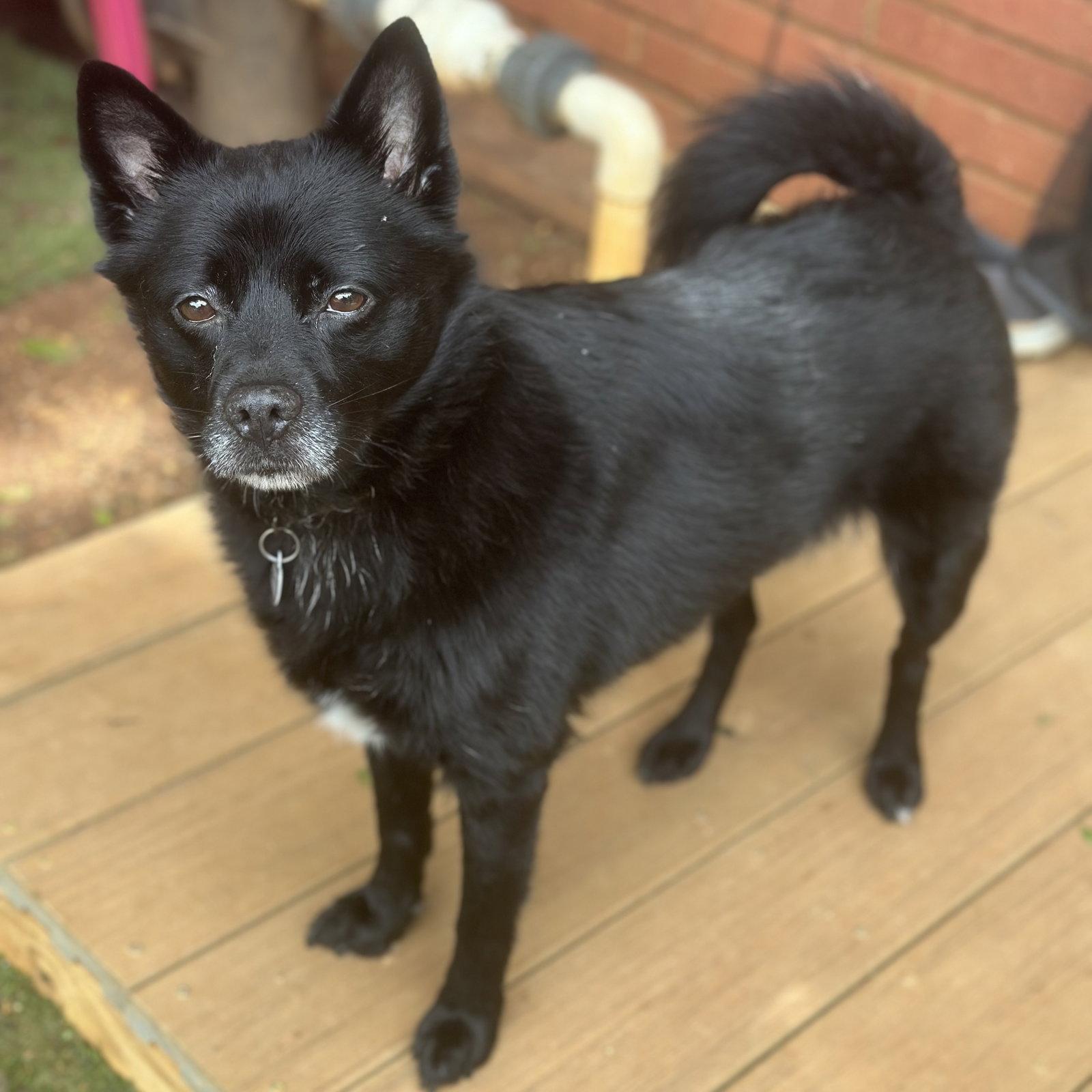 Enlarge Fiona, a Adoptable mixed breed in Garland, TX image 2/3