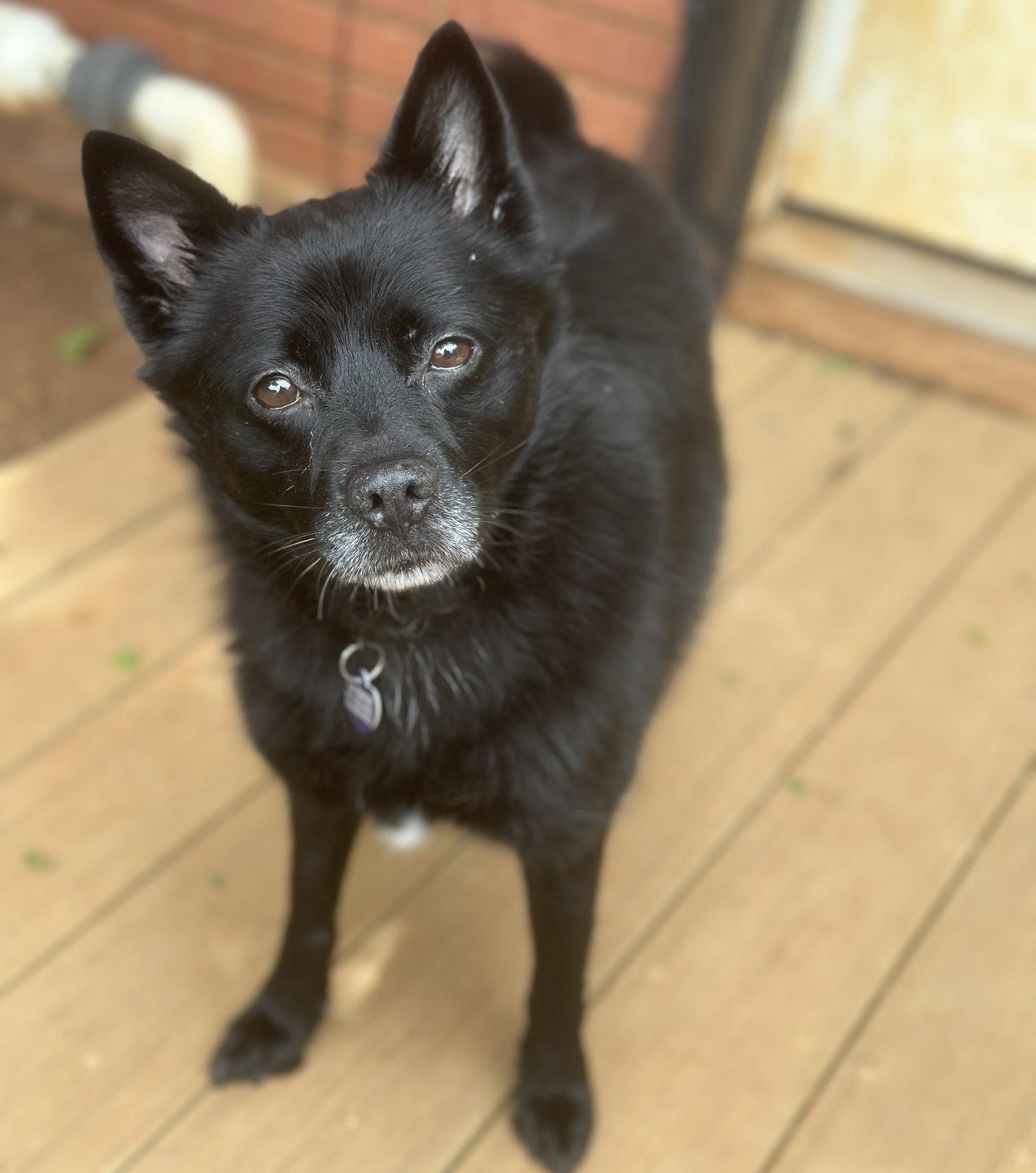Enlarge Fiona, a Adoptable mixed breed in Garland, TX image 3/3