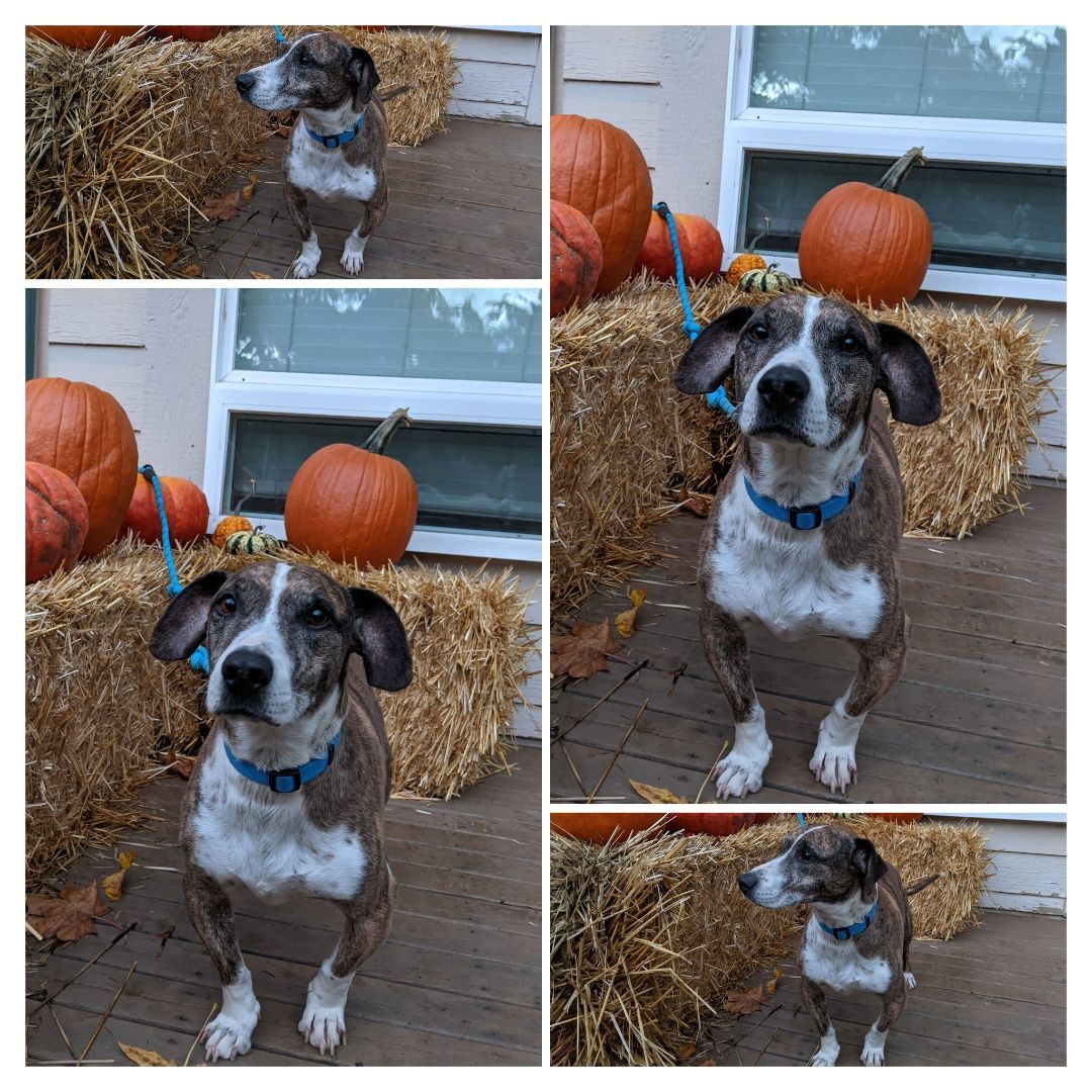 Brownie - portable, sweet prince - foster or adopter needed!, adopted, Senior Male Dachshund & Greyhound.