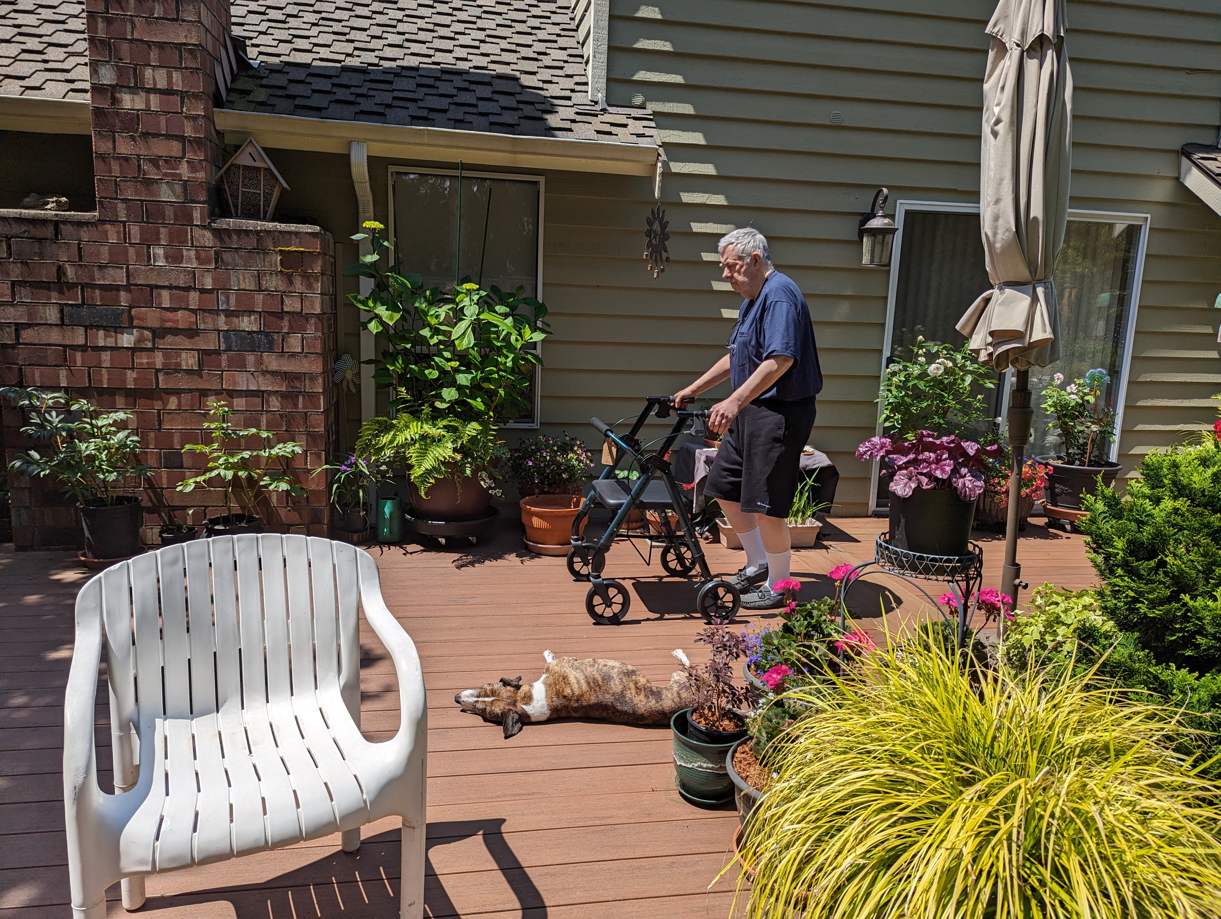 Enlarge Brownie - portable, sweet prince - foster or adopter needed!, an adopted mixed breed in Portland, OR image 2/6