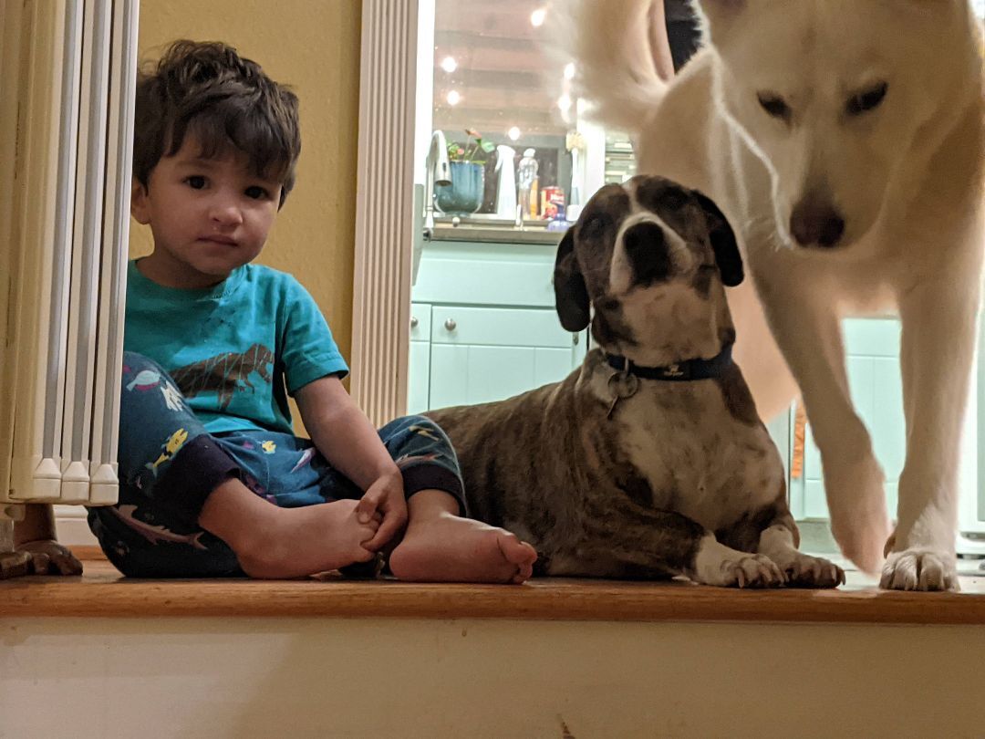 Enlarge Brownie - portable, sweet prince - foster or adopter needed!, an adopted mixed breed in Portland, OR image 3/6