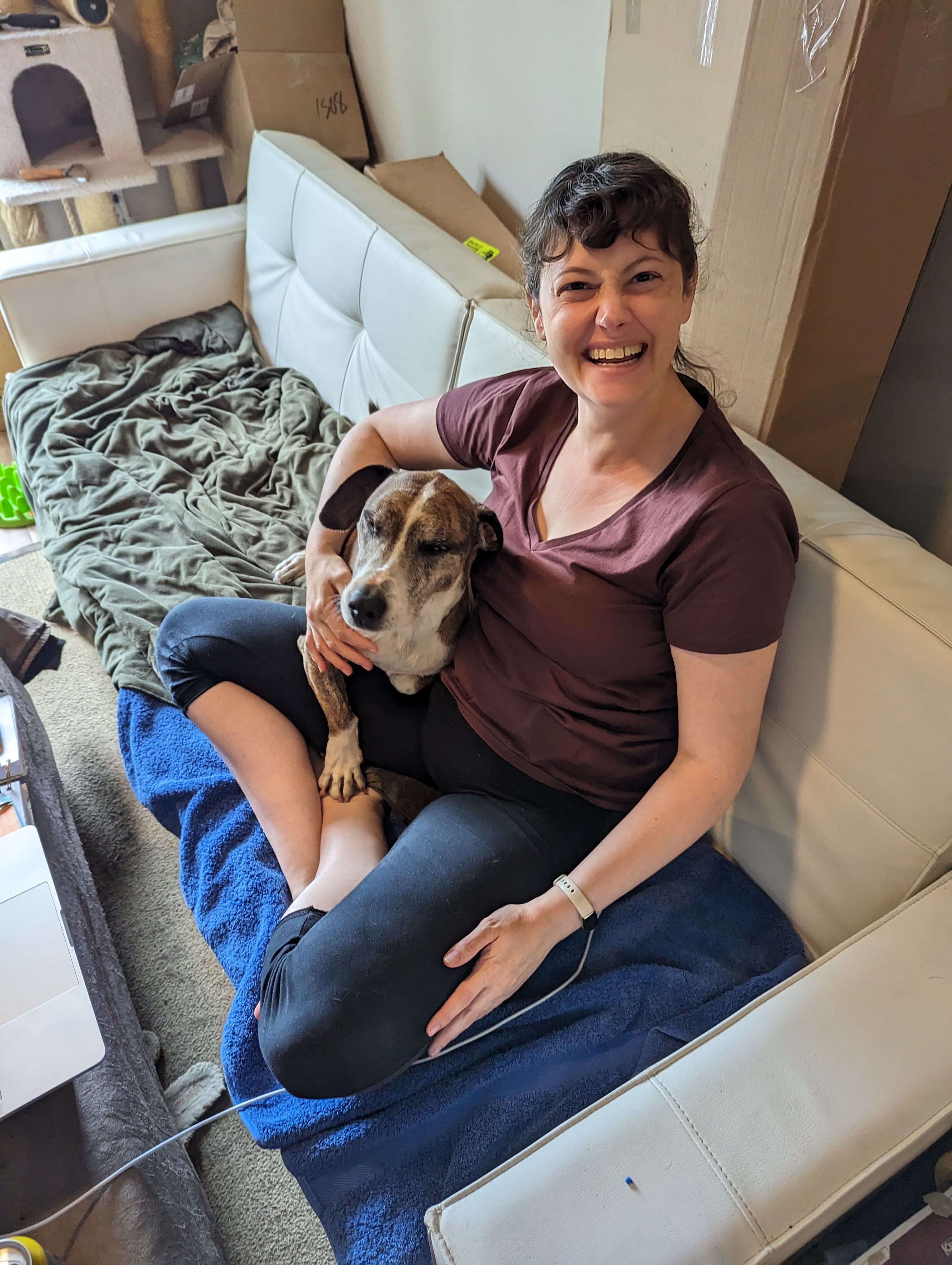 Enlarge Brownie - portable, sweet prince - foster or adopter needed!, an adopted mixed breed in Portland, OR image 4/6