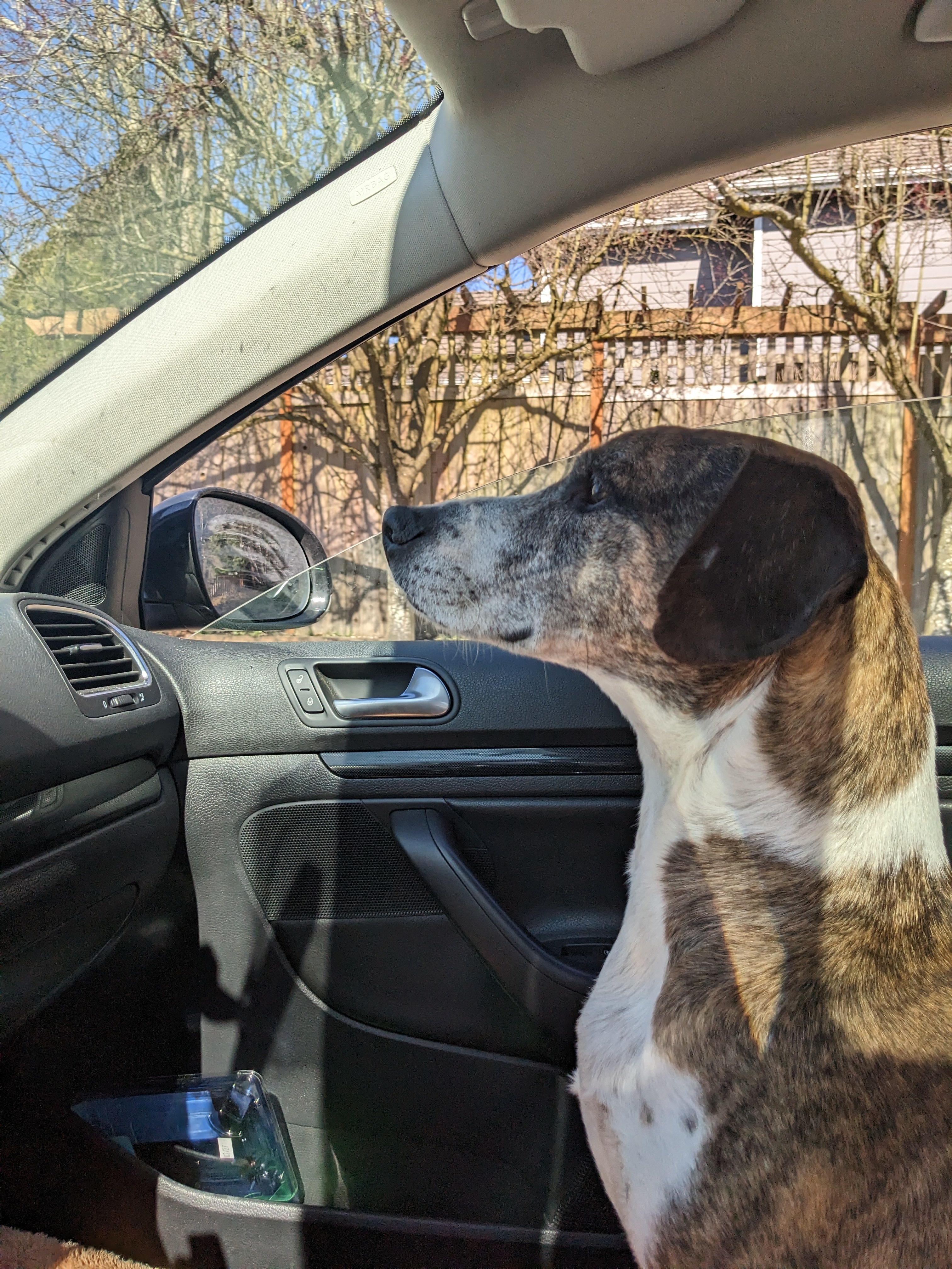 Enlarge Brownie - portable, sweet prince - foster or adopter needed!, an adopted mixed breed in Portland, OR image 5/6