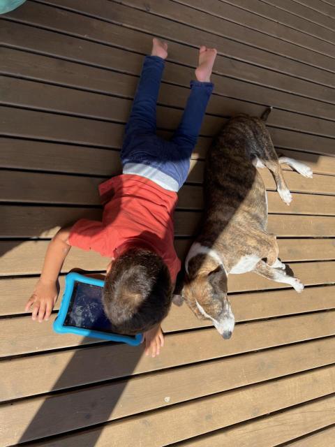 Enlarge Brownie - portable, sweet prince - foster or adopter needed!, an adopted mixed breed in Portland, OR image 6/6