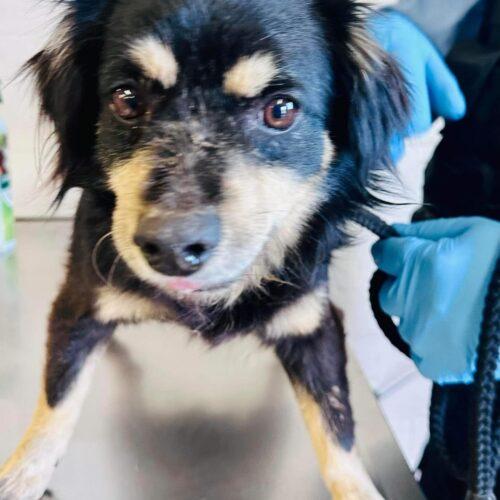 Benji, Adoptable, Senior Male Terrier.