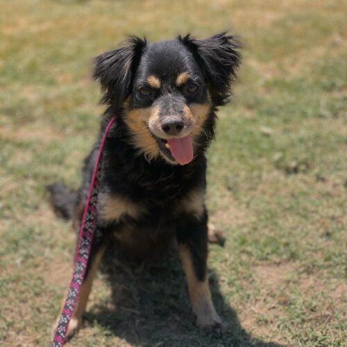 Enlarge Benji, a Adoptable Terrier in Visalia, CA image 3/6