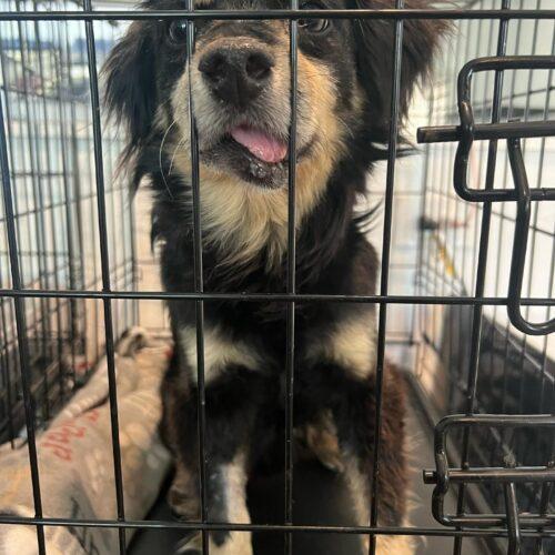 Enlarge Benji, a Adoptable Terrier in Visalia, CA image 4/6