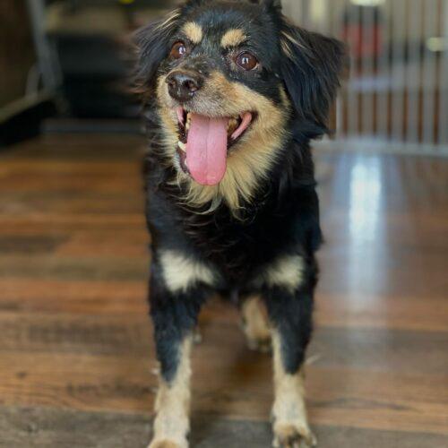 Enlarge Benji, a Adoptable Terrier in Visalia, CA image 5/6