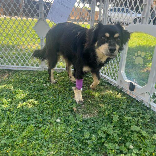 Enlarge Benji, a Adoptable Terrier in Visalia, CA image 6/6