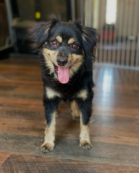 Benji, a Adoptable mixed breed in Visalia, CA image 6/6
