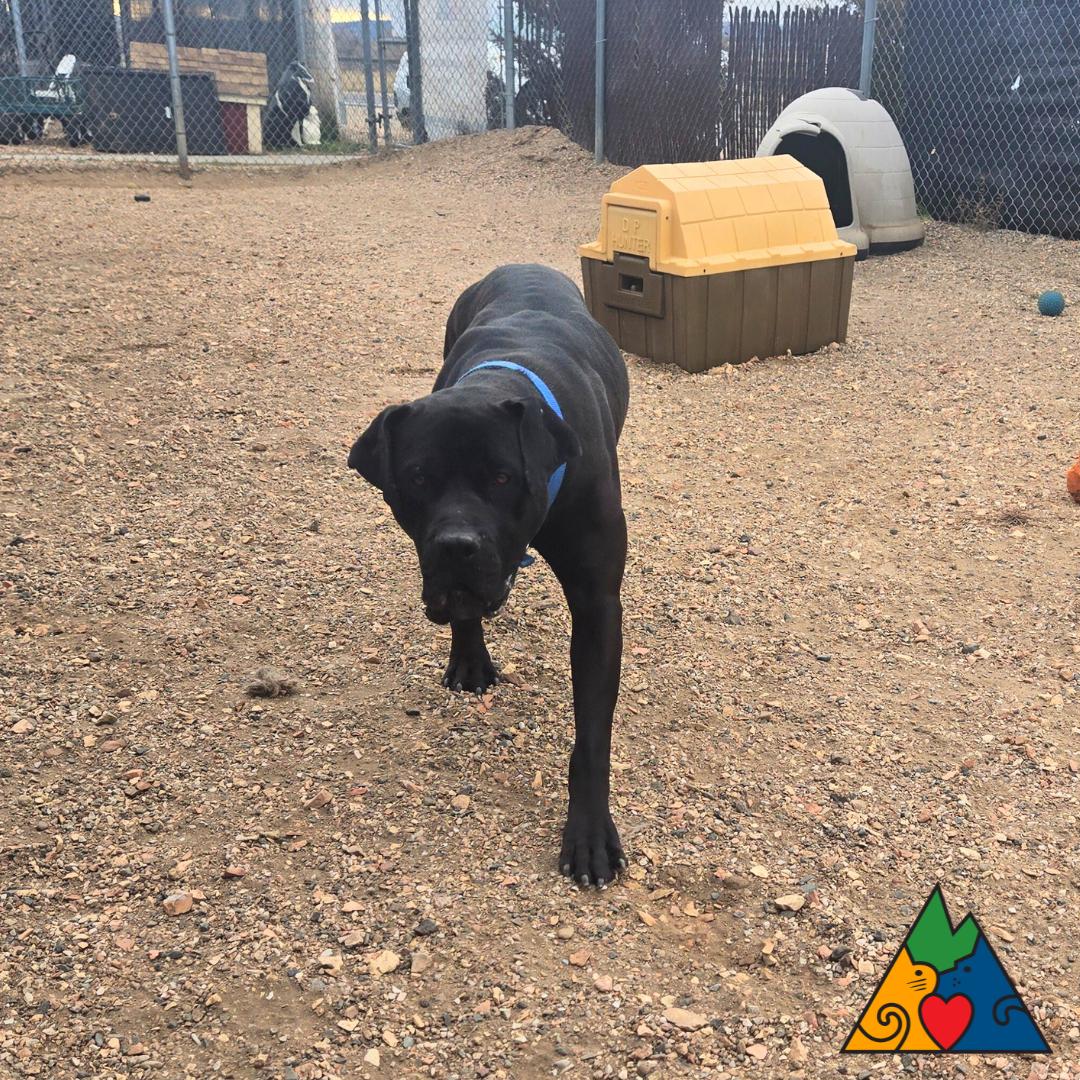 Chop, ADOPTABLE, Adult Male Cane Corso & Mixed Breed.