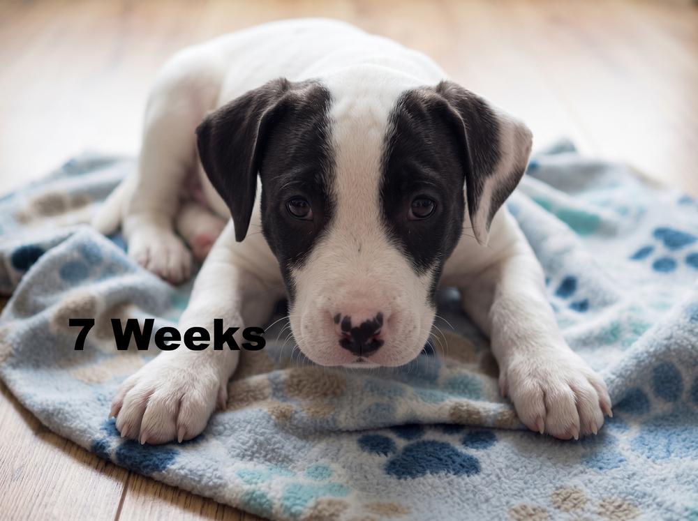 Jax, Adoptable, Puppy Male Labrador Retriever & Boxer.